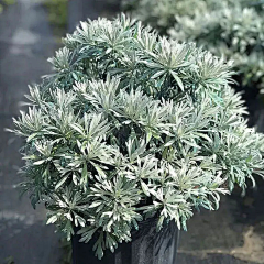 成为温暖的光采集到植物配置-灌木单体