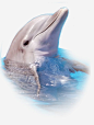 动物海豚动物无透明合成动物高清素材 动物 动物海豚 合成 无 海豚 透明 免抠png 设计图片 免费下载