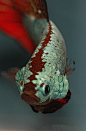 By the Koi Pond : Photos, art, and literature about all things fish. Science, conservation, and husbandry abound. I...http://huaban.com/boards/29691514/#