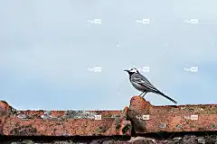 鸟 屋顶 屋顶瓦片 高清壁纸 白鹡鸰 鸣鸟 野生动物 鸟类学