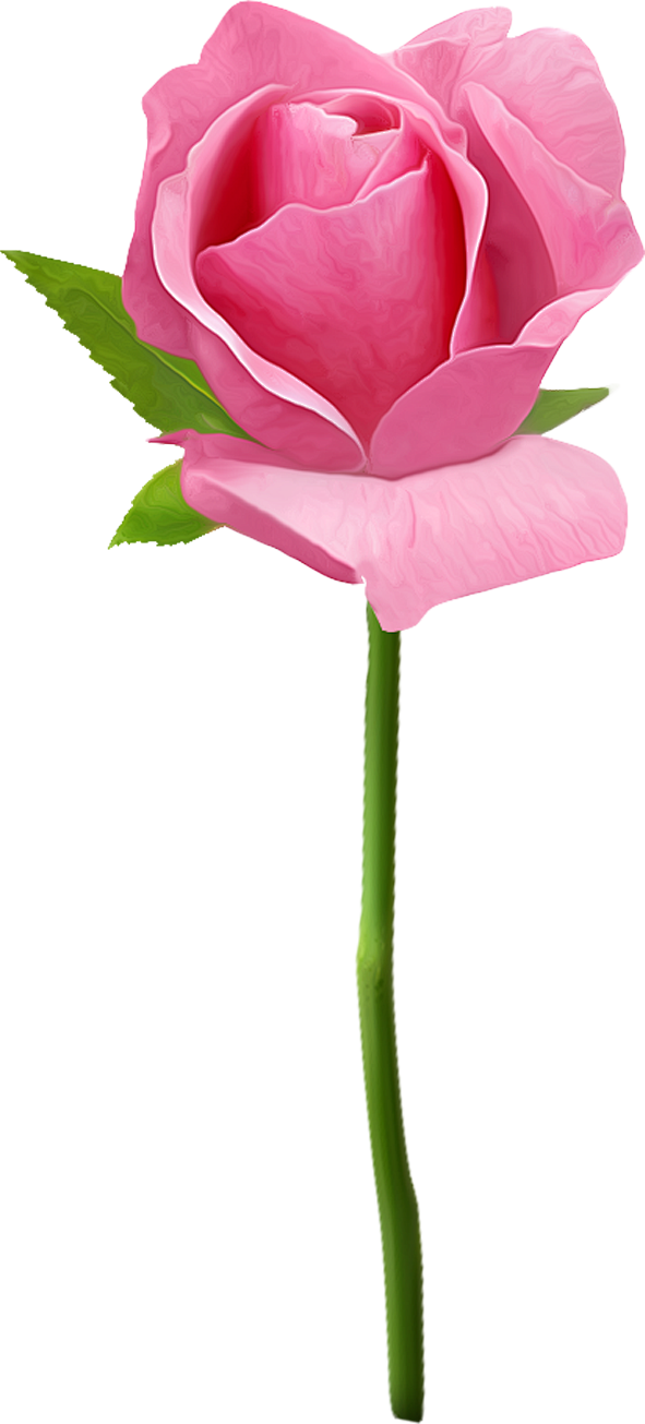 一支玫瑰花免扣透明素材png