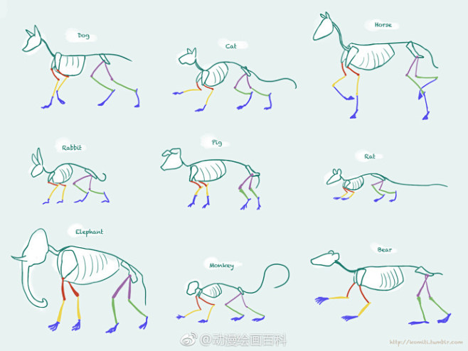 一些动物的画法与主要骨骼：
猫、狗、马、...