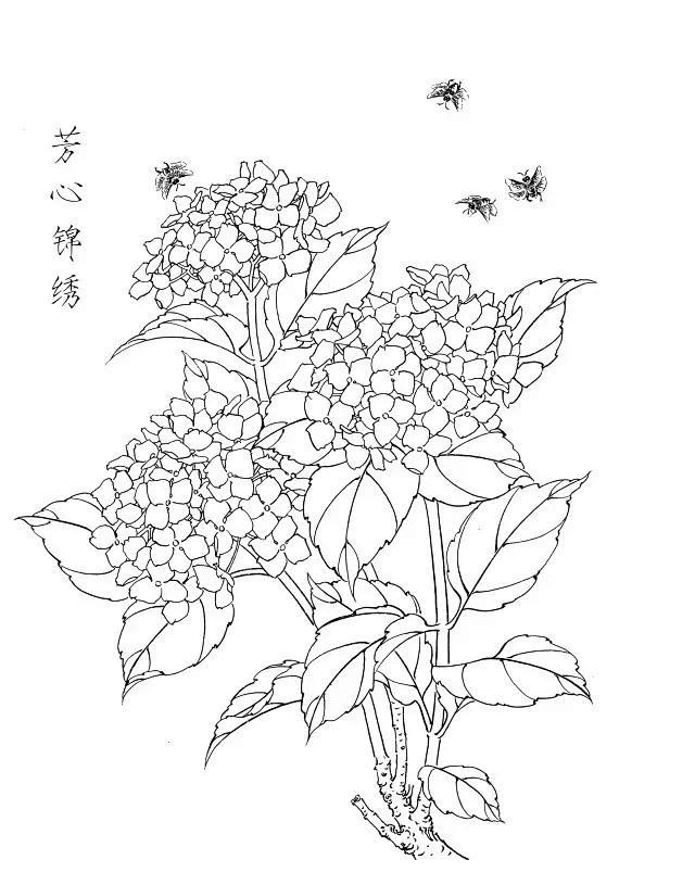 绣球花白描20幅