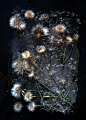 I Photograph Flowers In Ice