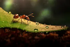 自然生态野外昆虫蚂蚁动物摄影图