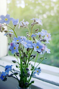 狐狐采集到花花们