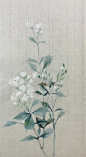茉莉花
