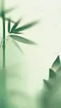 惊蛰弥散肌理模糊植物背景