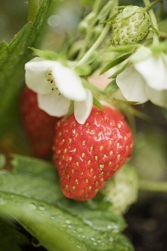 Fragaria × ananassa ...