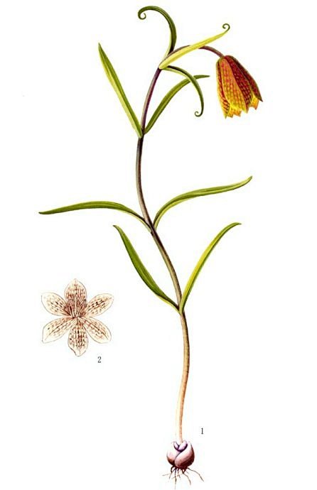 伊藤从red_alc转采于2020-10-13 14:02:56川贝母