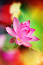 50bestphotos:

Lotus flower ～荷花 ～ by FuYiChen http://ift.tt/1pg55Nt

