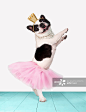Funny bulldog ballerina