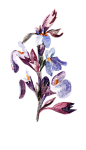 手绘花 蝴蝶 叶子 花环 钻石 花瓣 png素材