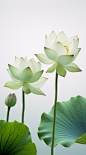 荷花莲花形象画布