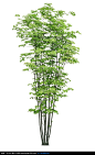 J1_29四照花