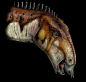 [转载]Davide <wbr>Bonadonna <wbr>生物 <wbr>解剖