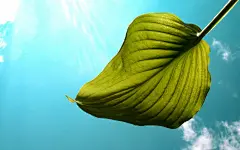 好看的绿色植物壁纸