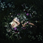 Bella Kotak Photography - In Bloom