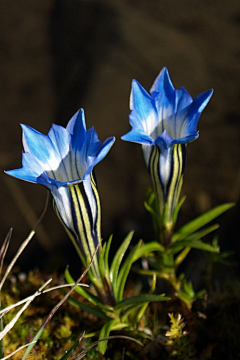 Hedwing姜采集到花卉