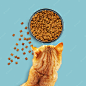 Ginger cat eats dry food from a bowl isolated on a blue background