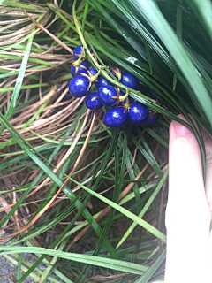 桃花开尽雪花绽采集到左手捻着花