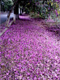 自驾在最美的紫荆花大道上