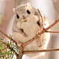 推主Popshiretoko360在日本北海道拍摄的野生小鼯鼠~简直萌炸啊啊啊啊啊