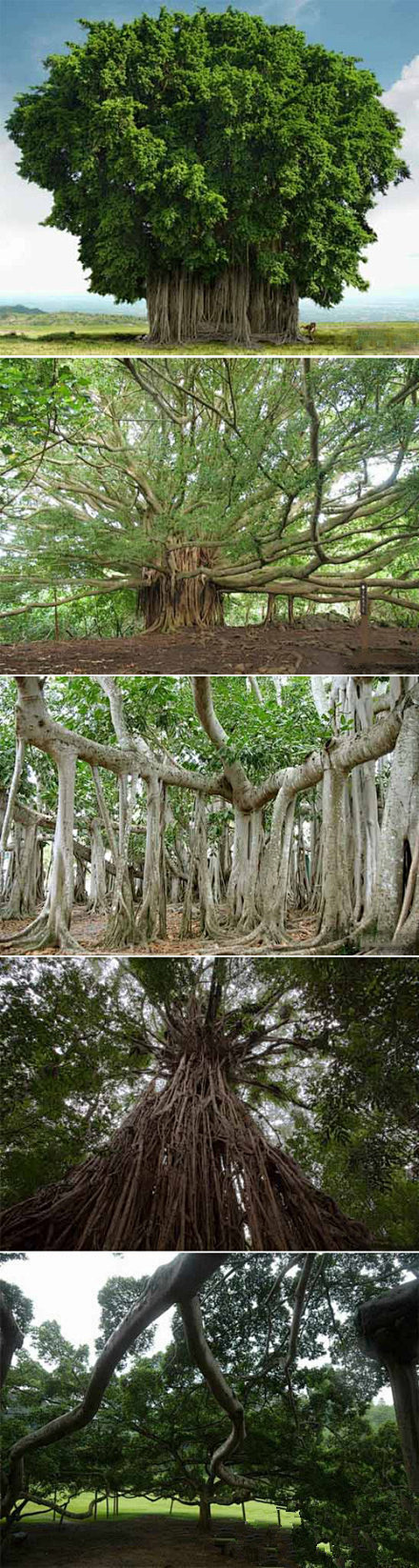 [【世界上树冠最大的树：孟加拉榕树 】]...