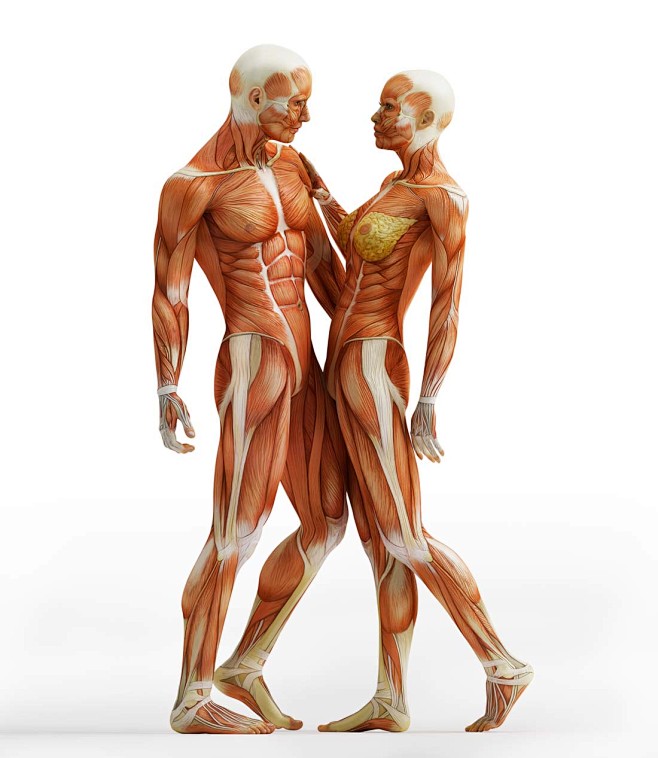 人体肌肉组织高清图片 - 素材中国16素...