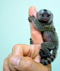 finger monkey！cute?