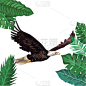 野生植物,鹰,漫画,野生动物,翅膀,老鹰,动物