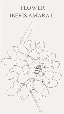 蜂室花。.花语:素洁、浓郁、清芬、久远,它的花语表示爱情和友谊。