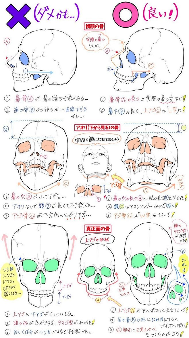 五官素材/人体参考/头部参考  头部骨骼...