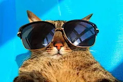 点击来源直接获取大图文件 |有趣的猫戴着太阳镜在阳光下放松