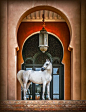Photographer IGNACIO ALVAR THOMAS Arab Horse At Marrakech.