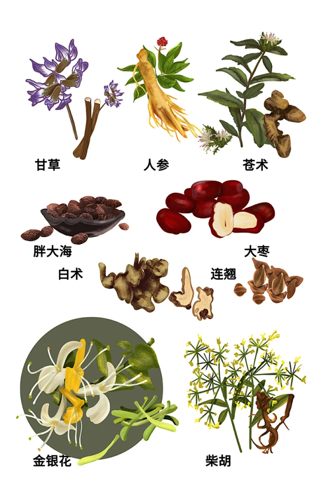 中医手绘各种中草药材元素插画-花瓣网