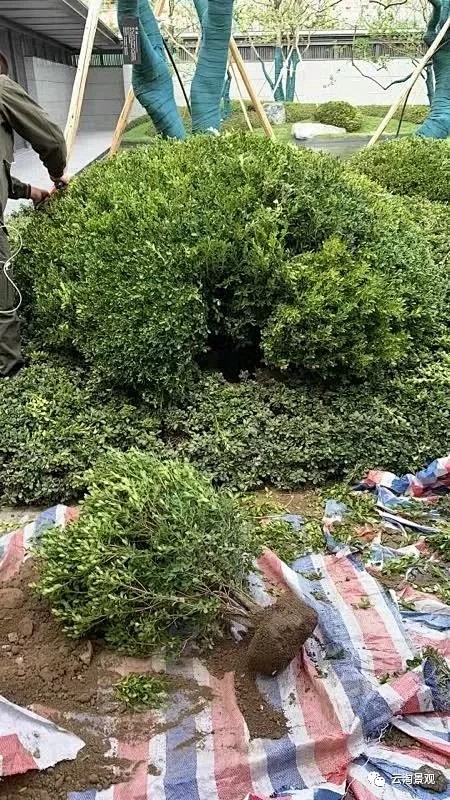 龟背瓜子黄杨球 黏土