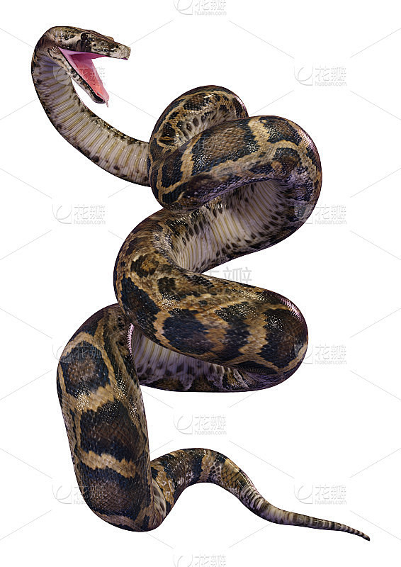3D插图缅甸蟒蛇在白色