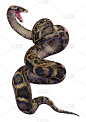 3D插图缅甸蟒蛇在白色