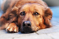 Photograph Close-up of mixed-breed  dog by Mikkel Bigandt on 500px