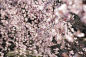 満開の枝垂れ桜