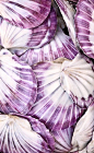 Purple Shell: 