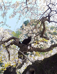 雲上隼采集到光影构图