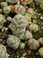 Crassula pages, Crassulas,