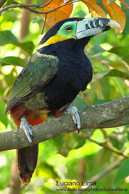 斑嘴巨嘴鸟
Spot-Billed T...