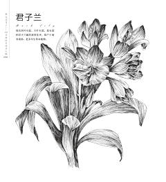 josen|点滴|采集到花语