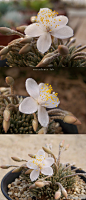 白花韧锦】学名是：Avonia quinaria subsp. alstonii 马齿苋科回欢草属。这个品种开的花分白花和红花两种，花朵通常在阳光充足的傍晚后开放，夜晚闭合。喜欢光照充足相对干燥的环境，对土壤需要排水良好的颗粒性质的配土
