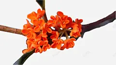 水彩手绘桂花中国古风中秋唯美装饰透明ps35水彩手高清素材 ps35 中国 中秋 古风 唯美 手绘 桂花 水彩 装饰 透明 元素 免抠png 设计图片 免费下载 页面网页 平面电商 创意素材