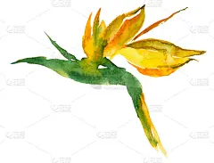奇异的叶和花水彩画集