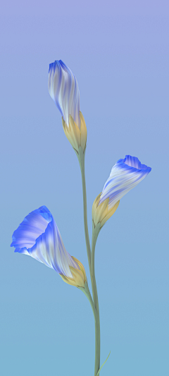 WXYICO采集到最爱花卉